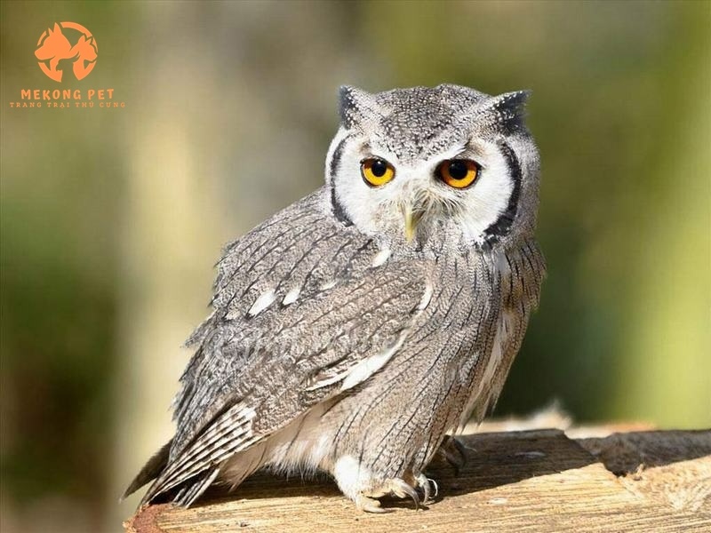 Mua Bán Chim Cú: Hướng Dẫn Chi Tiết và Lưu Ý Quan Trọng